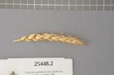 Click for 1 image(s) for this accession. Spike